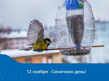 12 ноября — Синичкин день!